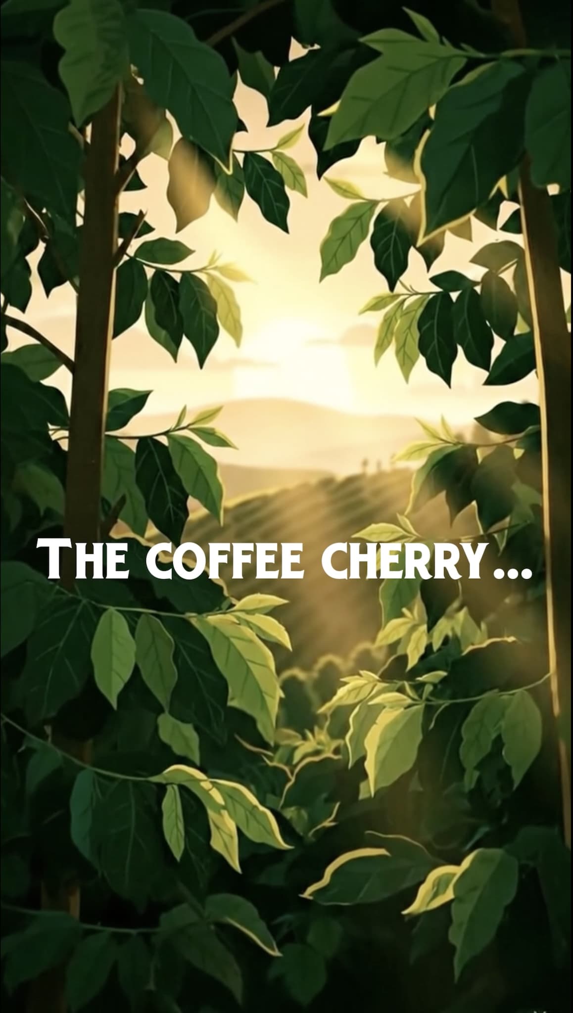 Coffee Gems thumbnail